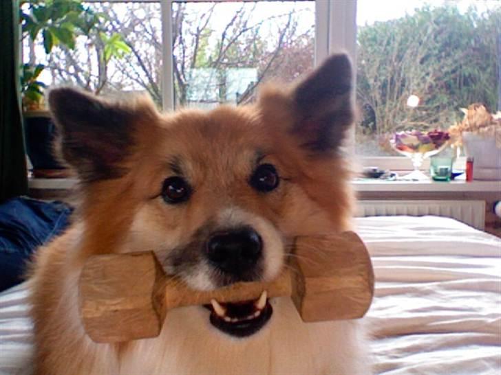 Islandsk fårehund Mestur billede 6