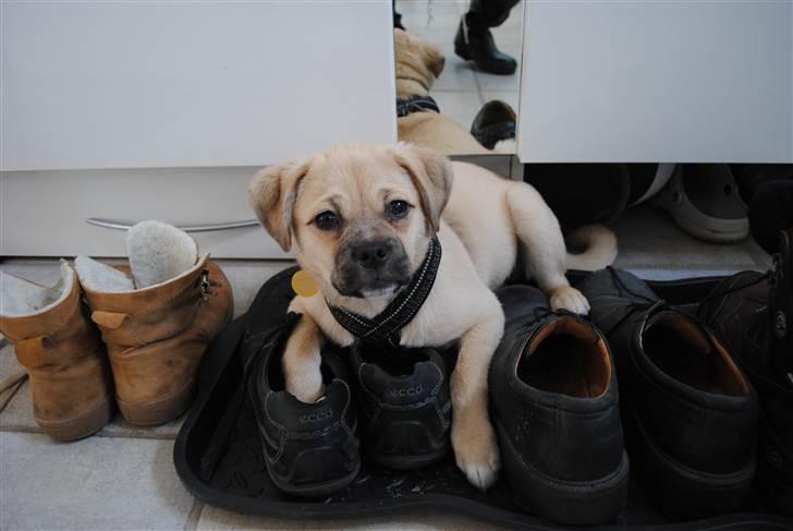 Blanding af racer Noomi billede 2