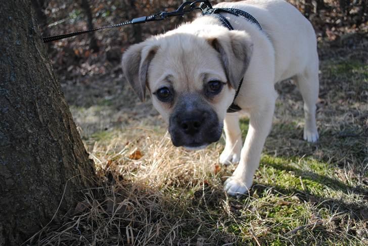 Blanding af racer Noomi billede 3