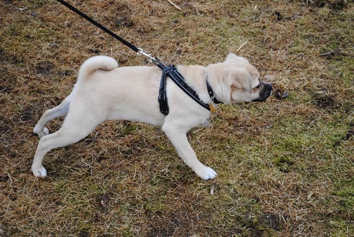 Blanding af racer Noomi billede 4