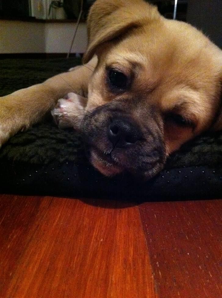 Blanding af racer Noomi billede 5