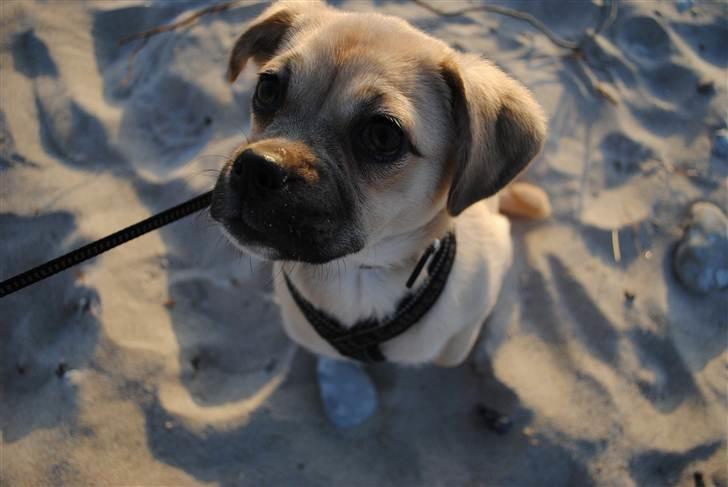 Blanding af racer Noomi billede 6