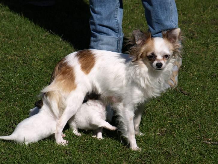 Chihuahua Meta billede 4