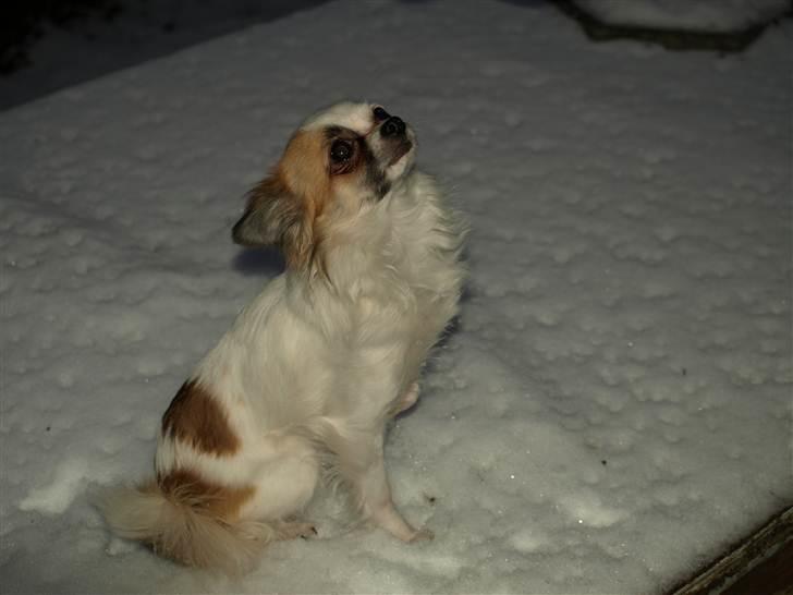 Chihuahua Meta billede 5