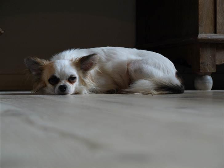 Chihuahua Meta billede 6