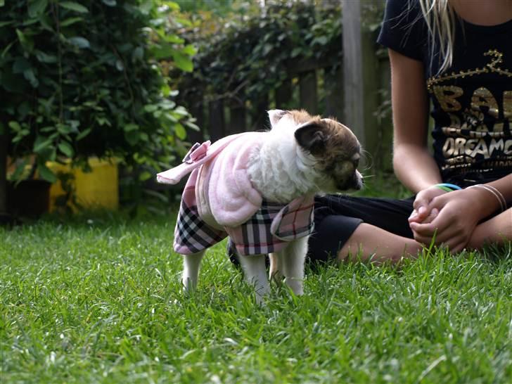 Chihuahua Meta billede 7