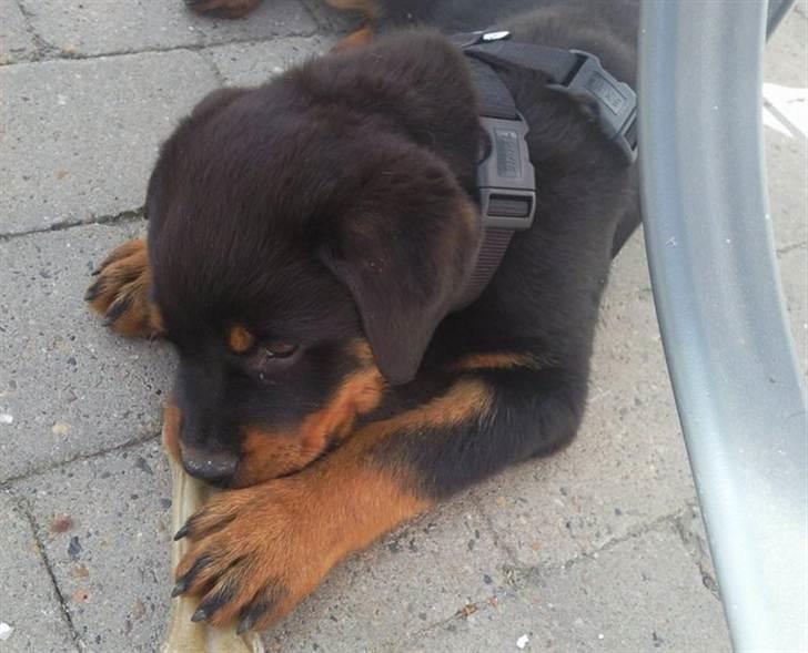 Rottweiler Bernhardt billede 1