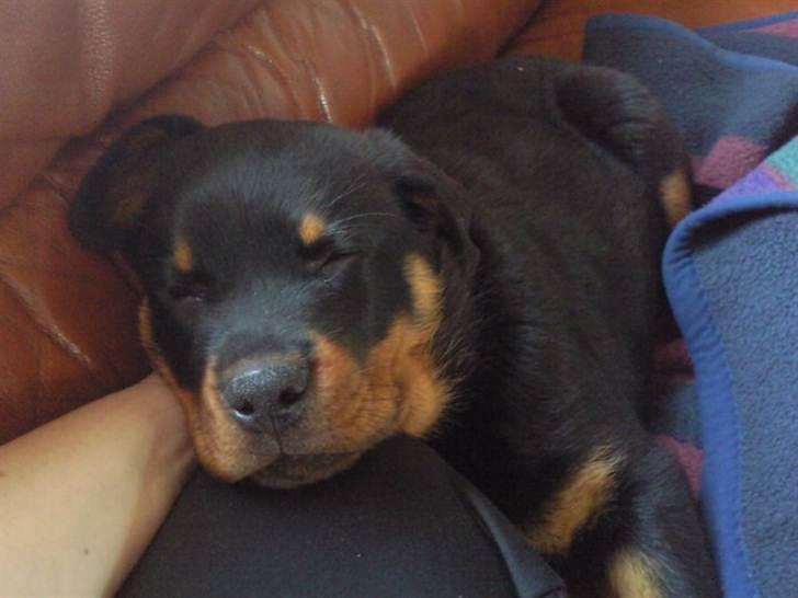 Rottweiler Bernhardt billede 2