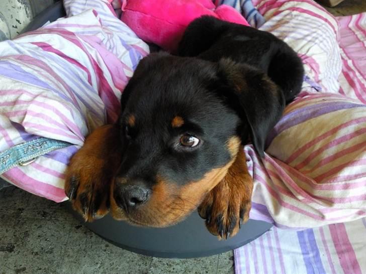 Rottweiler Bernhardt billede 3