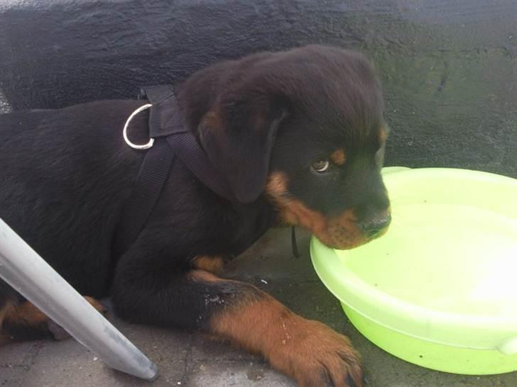Rottweiler Bernhardt billede 4