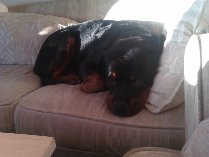 Rottweiler Bernhardt billede 5