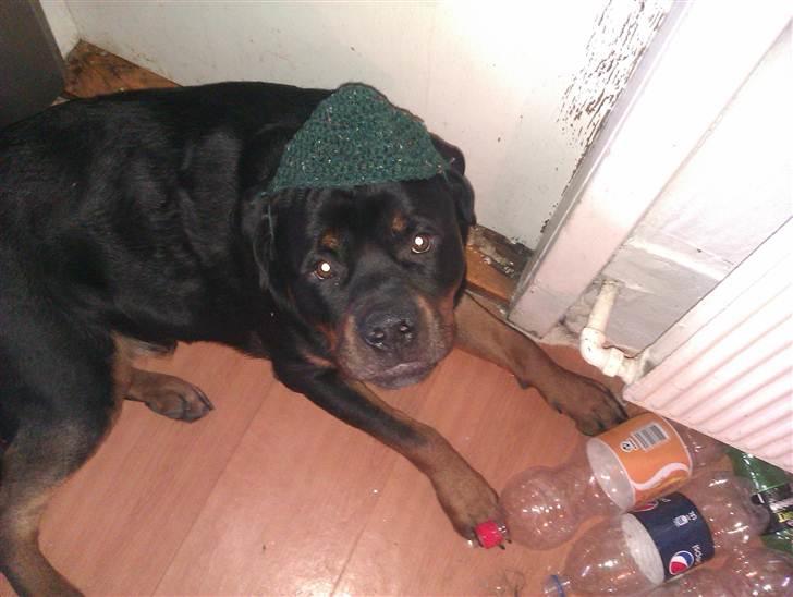 Rottweiler Bernhardt billede 6