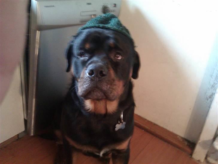 Rottweiler Bernhardt billede 7