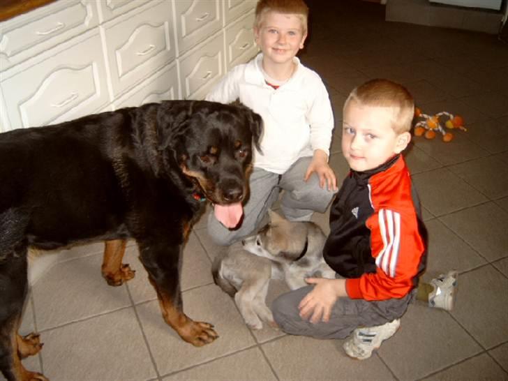 Rottweiler Saaek's Ronald *R.I.P* - Drengene og Rotten/husky 2008 billede 3