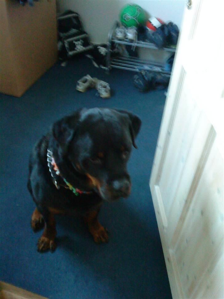 Rottweiler Saaek's Ronald *R.I.P* - Yangs sidste billede oktober2009 billede 2