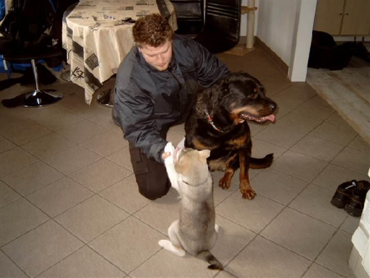 Rottweiler Saaek's Ronald *R.I.P* - Husky og Yang 2008 billede 4