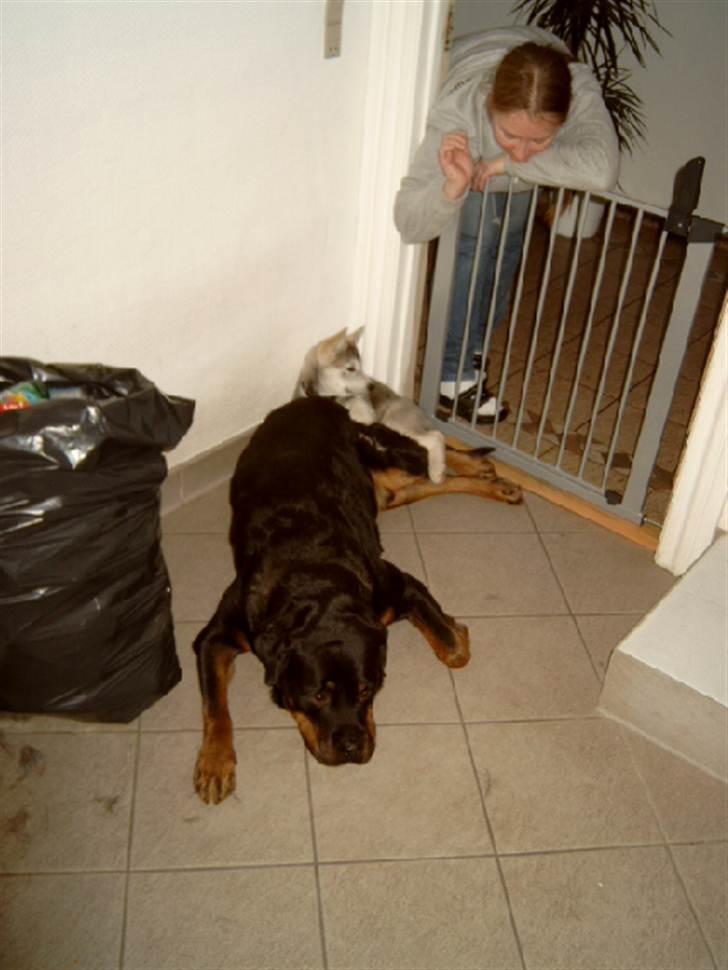 Rottweiler Saaek's Ronald *R.I.P* - Husky og Yang 2008 billede 5
