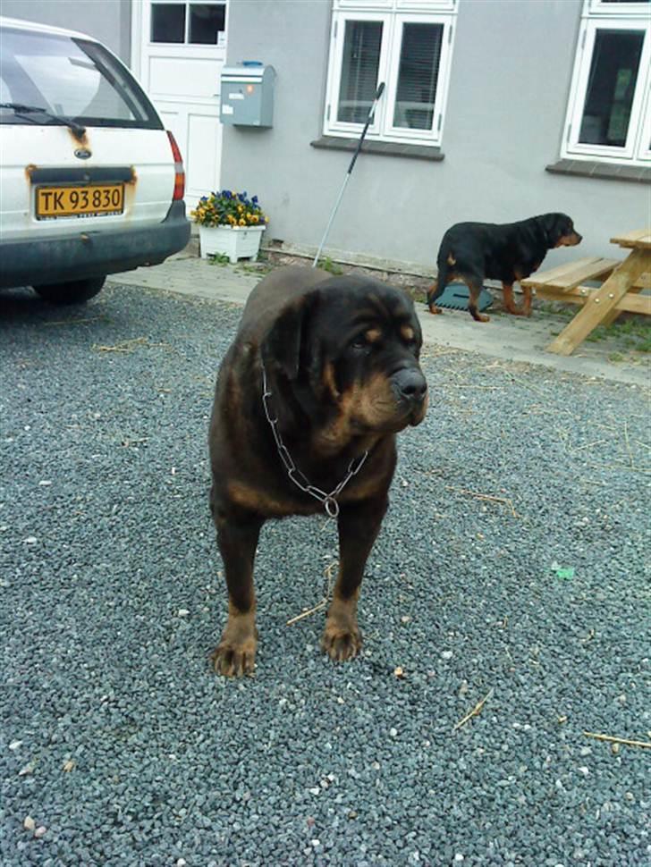 Rottweiler Ozzy *R.I.P* - sommer 2010 billede 5