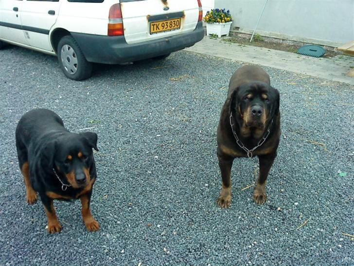 Rottweiler Ozzy *R.I.P* - sommer 2010 billede 6