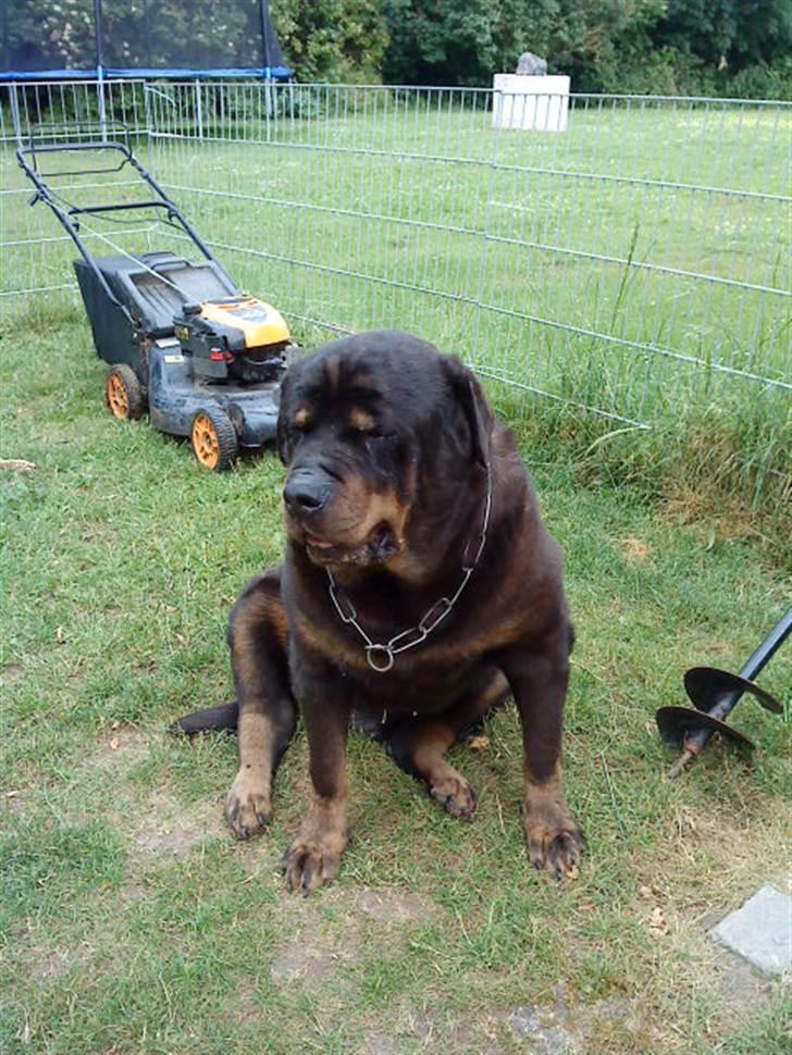 Rottweiler Ozzy *R.I.P* - mine øjne ser sådan ud, da jeg har fået dem opereret, så jeg kunne se ud billede 7
