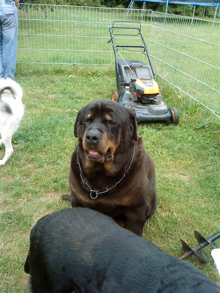 Rottweiler Ozzy *R.I.P* - Jeg har fået opereret øjne så jeg kan se ud billede 8