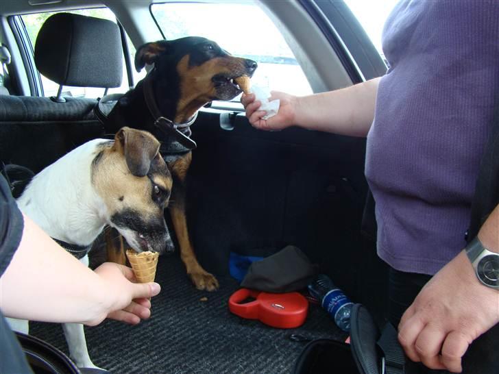 Blanding af racer Otto billede 7