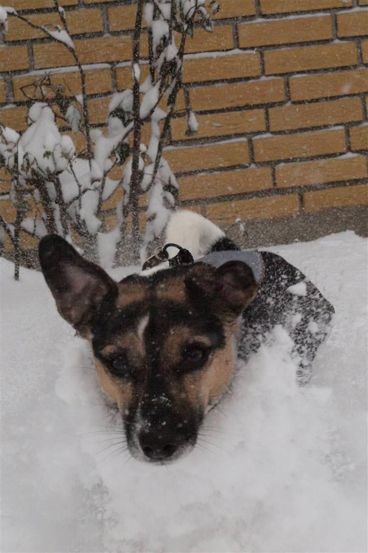 Blanding af racer Otto billede 9