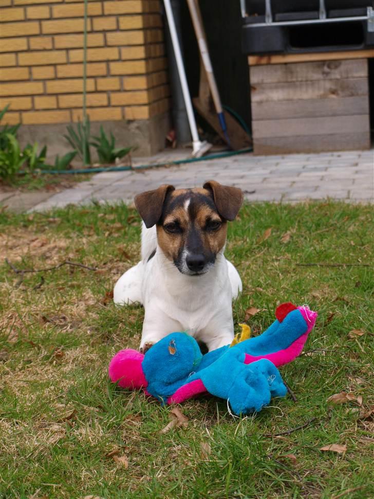 Blanding af racer Otto billede 10