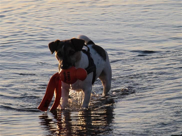 Blanding af racer Otto - Otto efter to års kærlig pleje og masser af foder billede 11