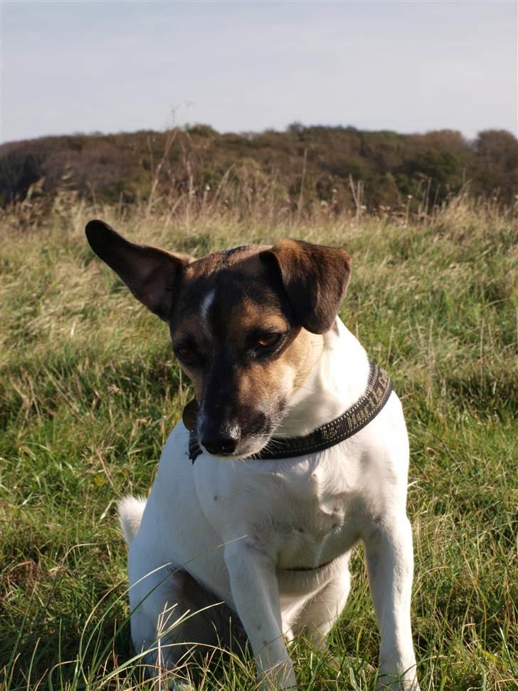 Blanding af racer Otto billede 12