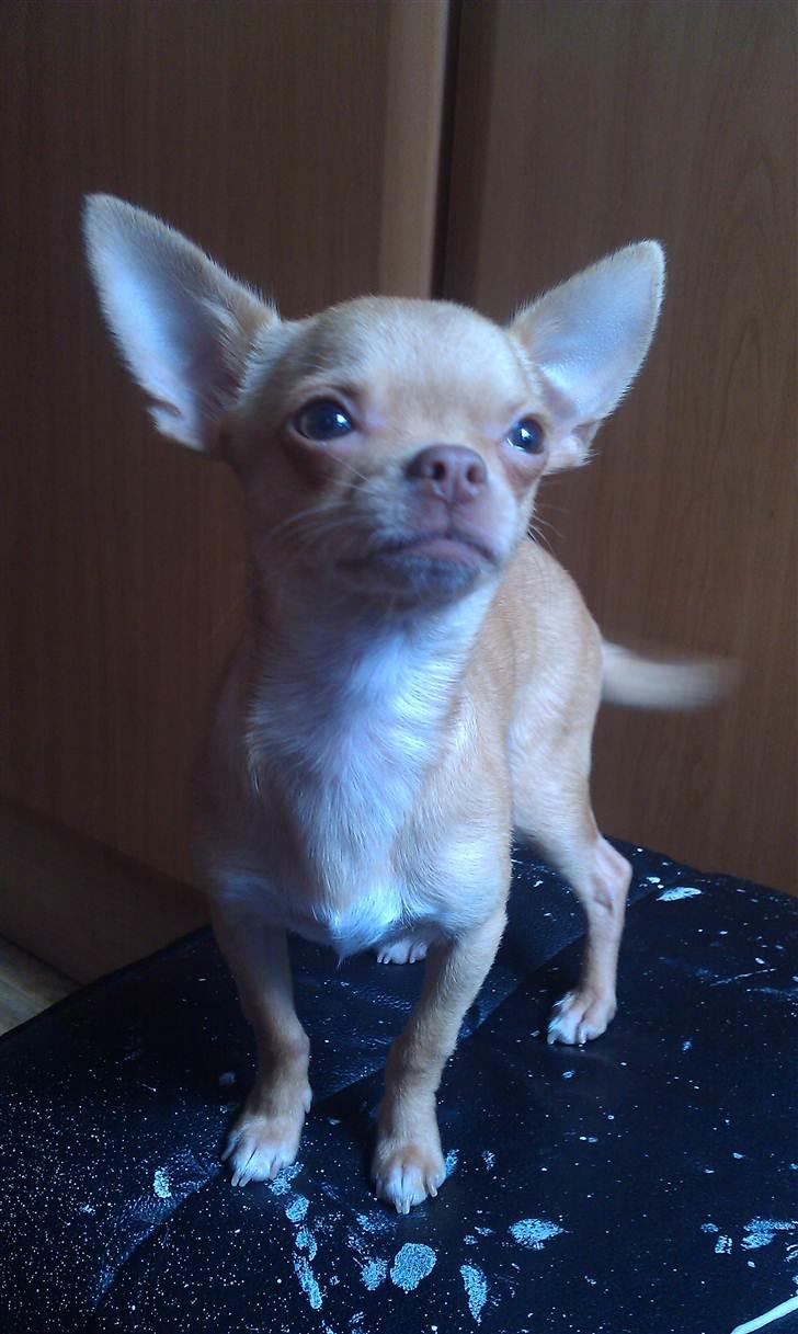 Chihuahua  ¨˜”°º•Snooki•º°”˜¨ billede 7