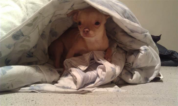 Chihuahua  ¨˜”°º•Snooki•º°”˜¨ - Ligger i en dejlig hule ;) billede 9