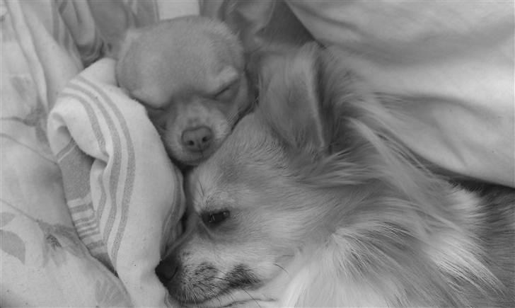 Chihuahua  ¨˜”°º•Snooki•º°”˜¨ - Putter med storebror Bailey <3 billede 10