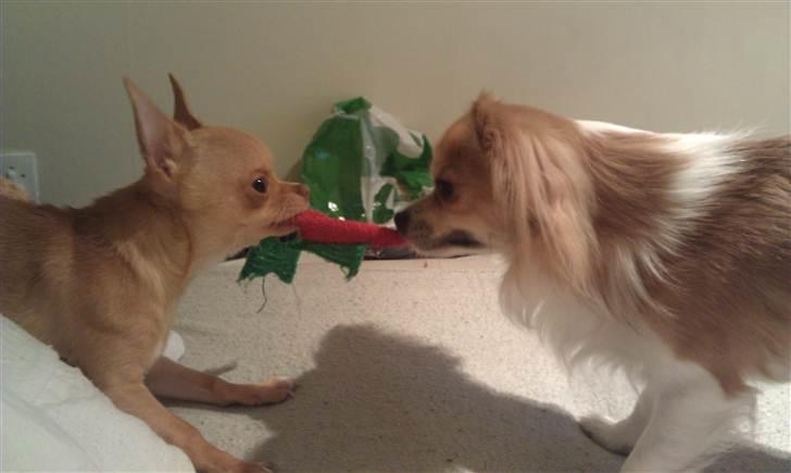 Chihuahua  ¨˜”°º•Snooki•º°”˜¨ billede 11