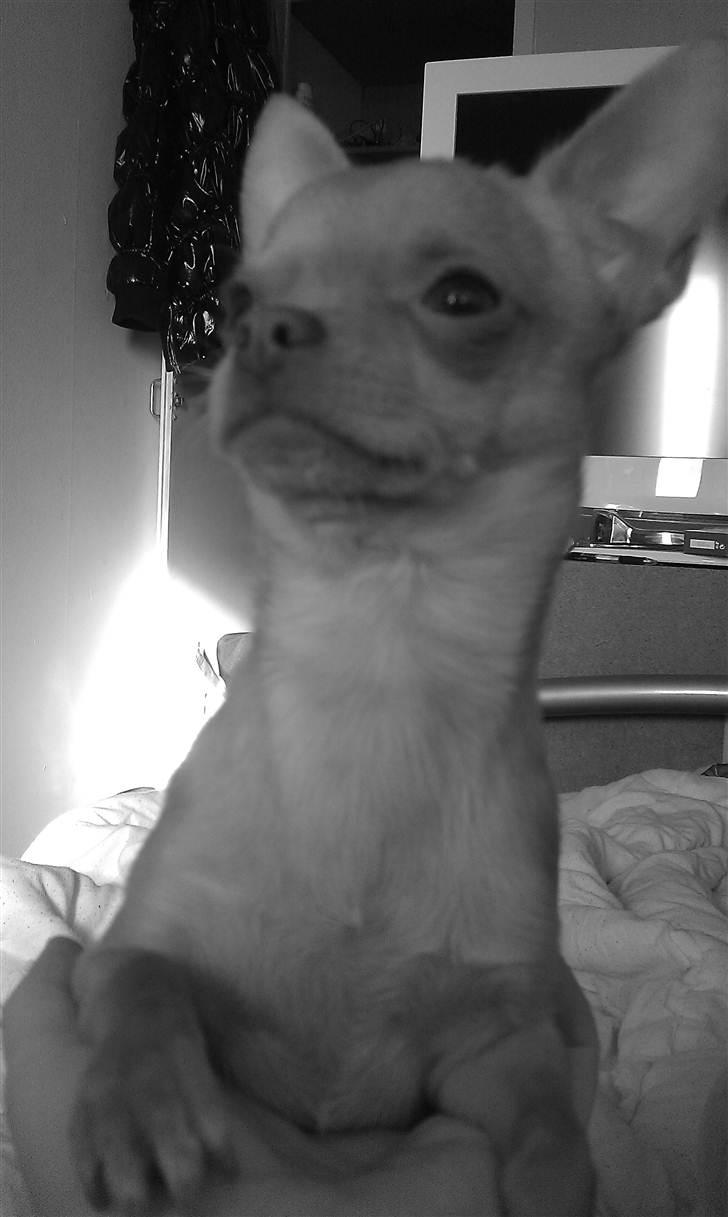 Chihuahua  ¨˜”°º•Snooki•º°”˜¨ billede 12