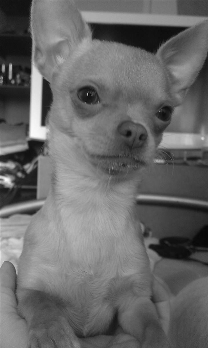 Chihuahua  ¨˜”°º•Snooki•º°”˜¨ billede 13