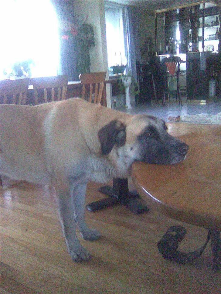 Blanding af racer Samson billede 2