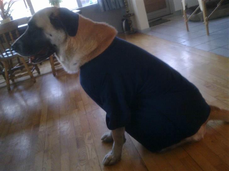 Blanding af racer Samson billede 3