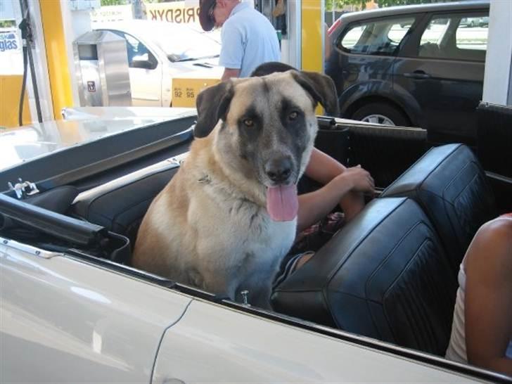 Blanding af racer Samson billede 4