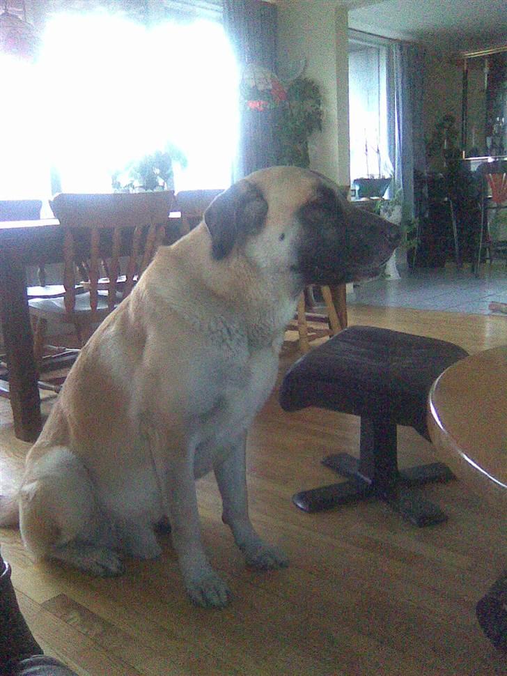 Blanding af racer Samson billede 5