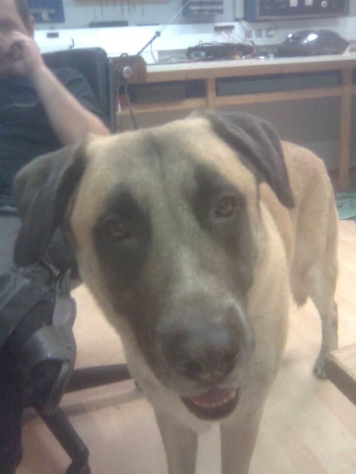 Blanding af racer Samson billede 6