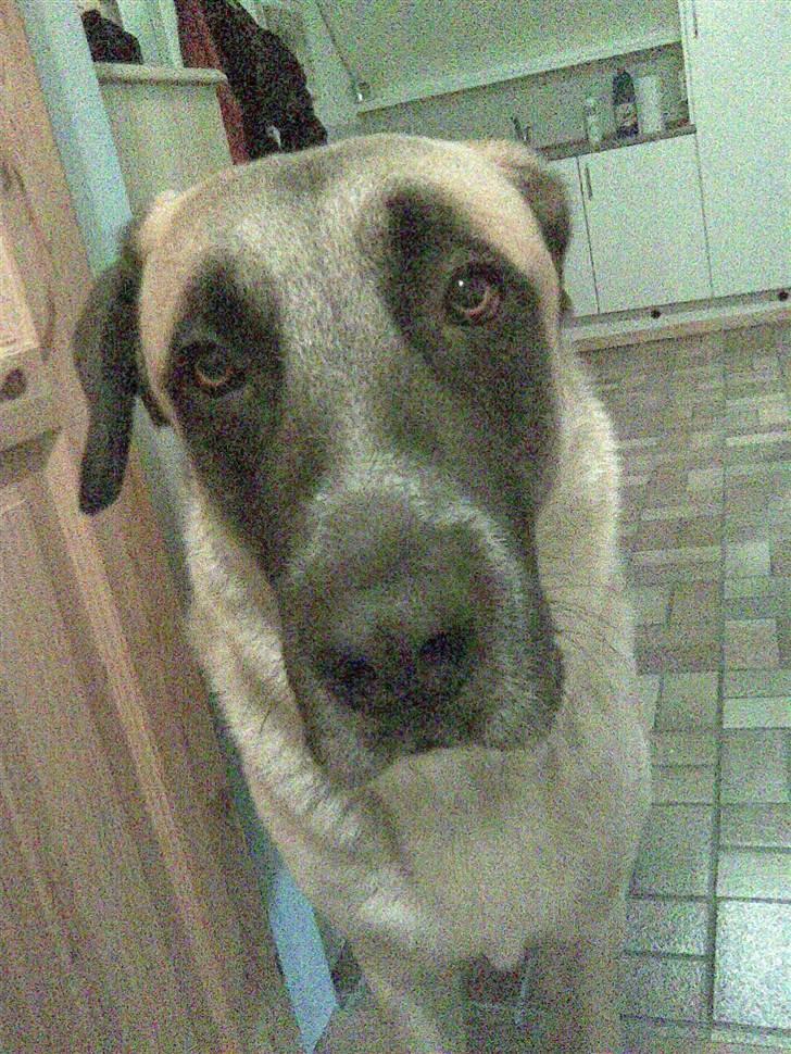 Blanding af racer Samson billede 7