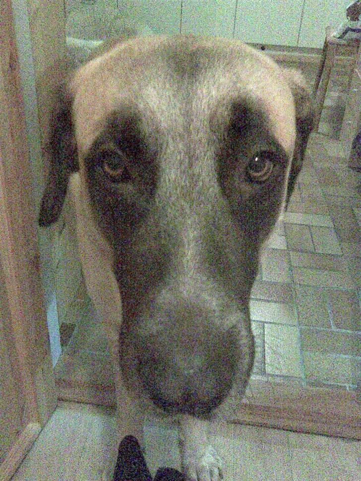 Blanding af racer Samson billede 8