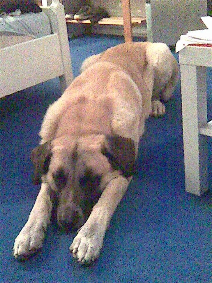 Blanding af racer Samson billede 9