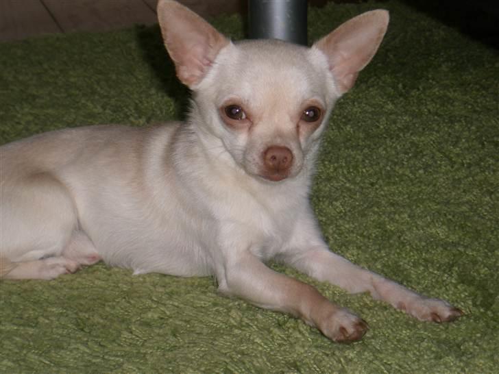 Chihuahua Alvaro - 16 måneder billede 1