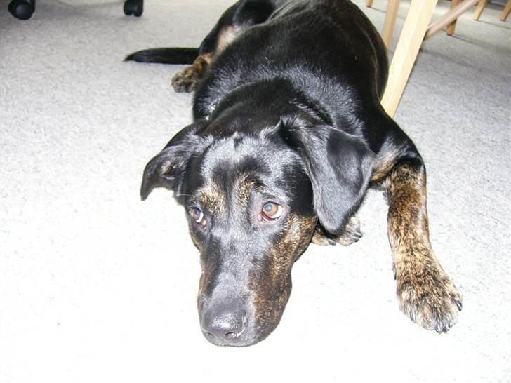 Blanding af racer Luna <3 min prinsesse - da hun var lille  billede 2