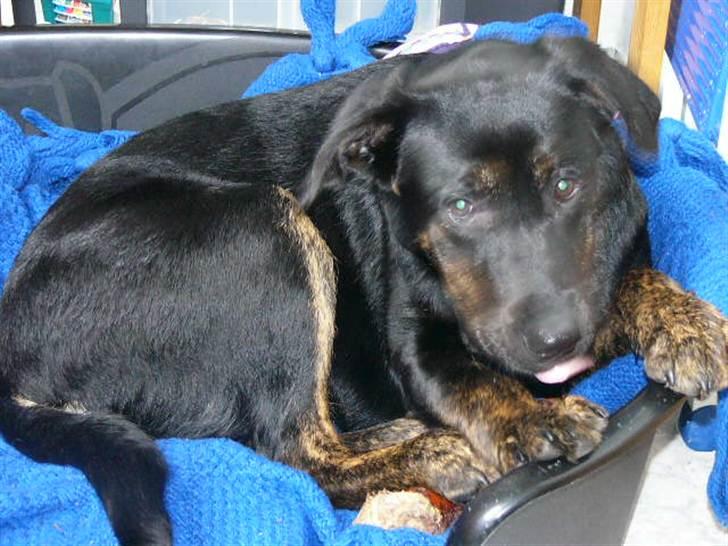 Blanding af racer Luna <3 min prinsesse - da hun var lille  billede 3