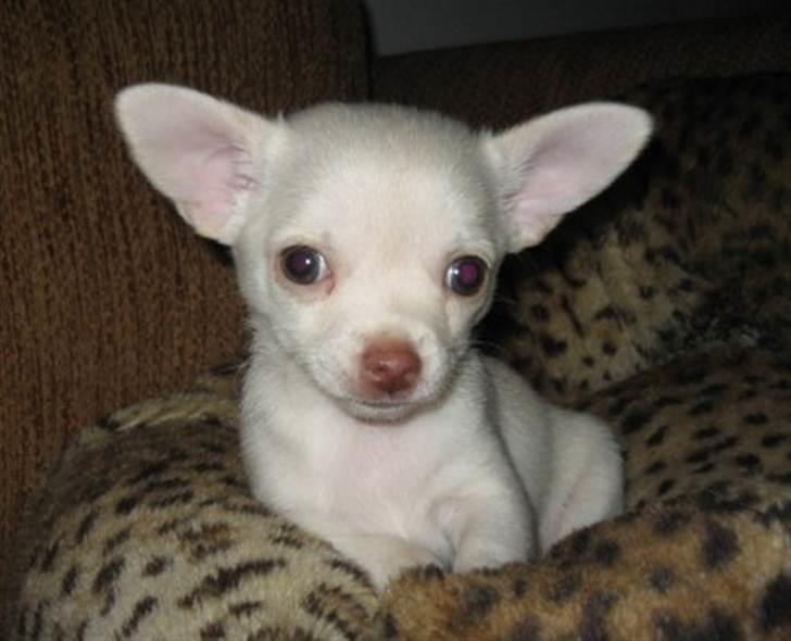 Chihuahua Alvaro - hvalp 8 uger billede 2