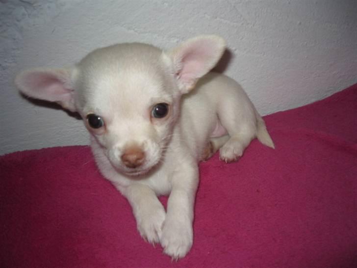 Chihuahua Alvaro - Hvalp 8 uger billede 3