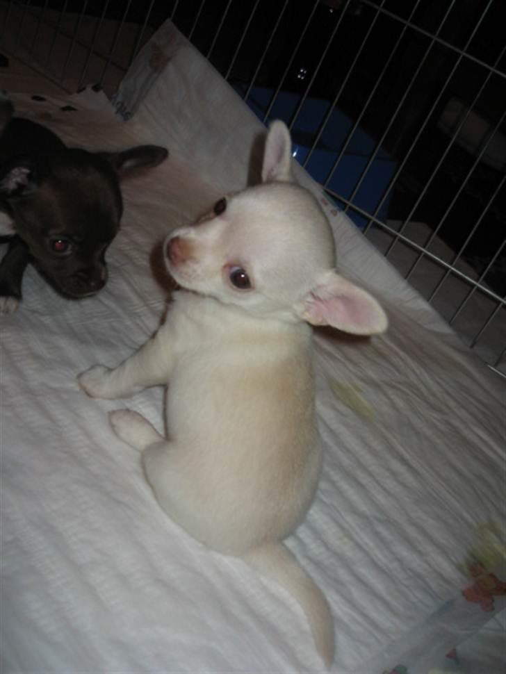 Chihuahua Alvaro - Hvalp 8 uger billede 4